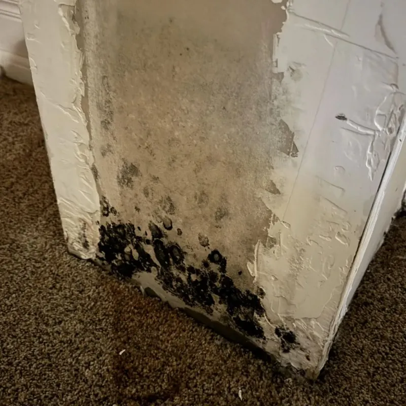 Professional Mold Removal in Charlotte Court House, VA